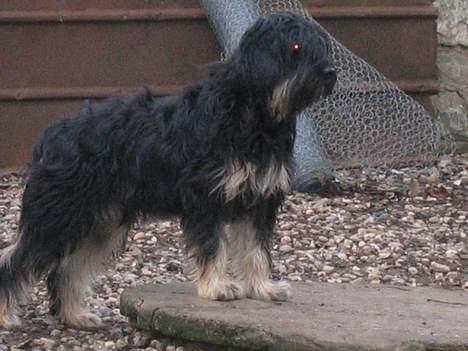 Cao da serra de aires Thea billede 4