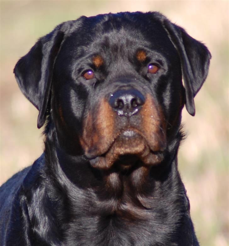 Rottweiler Phoco * Himmelhund 2018 * - Oktober 2009 billede 1