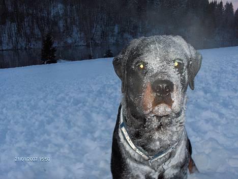 Rottweiler Phoco * Himmelhund 2018 * - Phoco billede 2