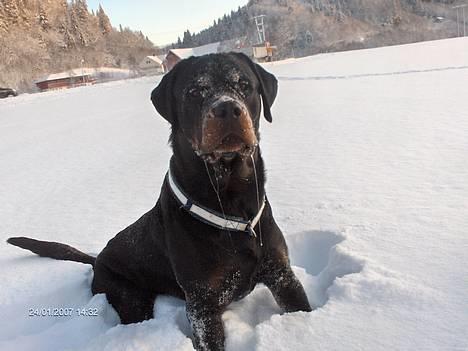 Rottweiler Phoco * Himmelhund 2018 * - Phoco 2007 billede 3