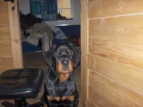 Rottweiler Phoco * Himmelhund 2018 * - phoco billede 4