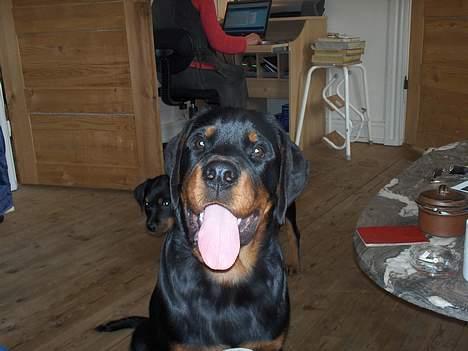 Rottweiler Phoco * Himmelhund 2018 * - Phoco billede 5