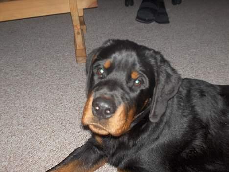 Rottweiler Phoco * Himmelhund 2018 * - Phoco billede 6