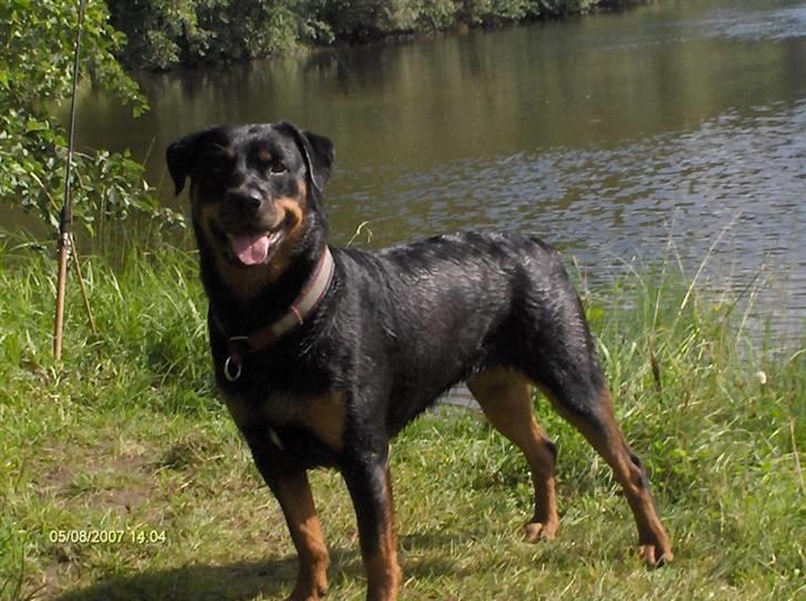 Rottweiler Maja * Himmelhund 2018 * - Maja 8 august 2007 hendes 2 års fødseldag!!! billede 1