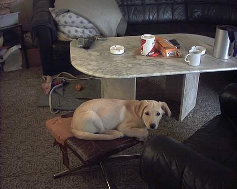 Blanding af racer Nala - Jeg kunne lige være der billede 16