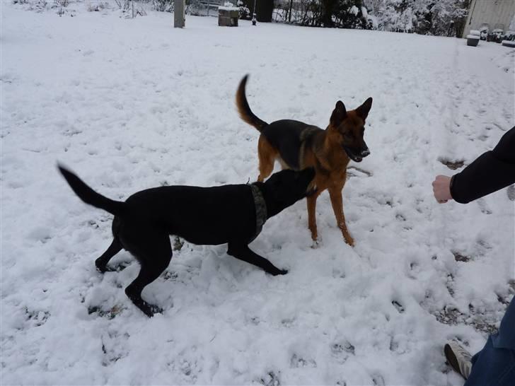 Schæferhund Sandra - LAD OS LEGE, NU! Sandra, 4 år, og labrador Micki. billede 6