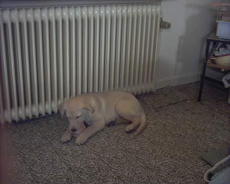 Blanding af racer Nala - Mig og mit kødben billede 17