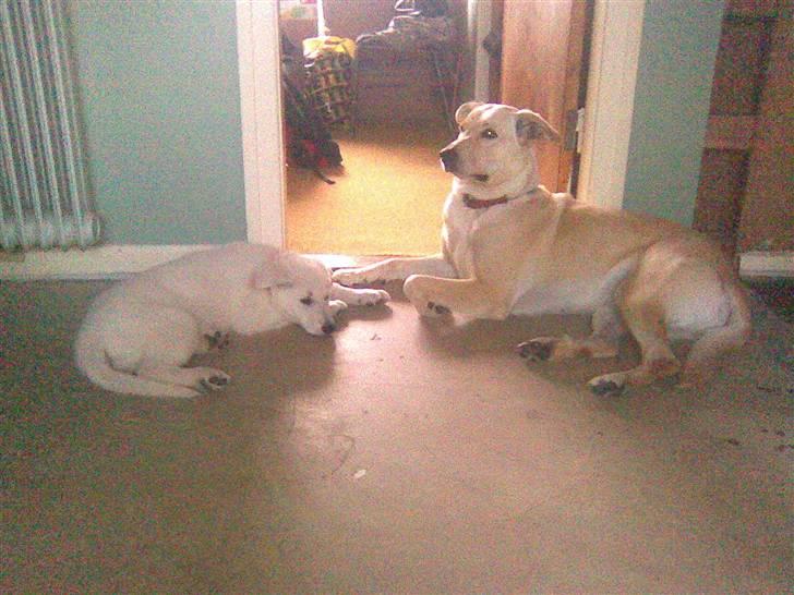 Blanding af racer Nala - Nala og Zenta billede 18