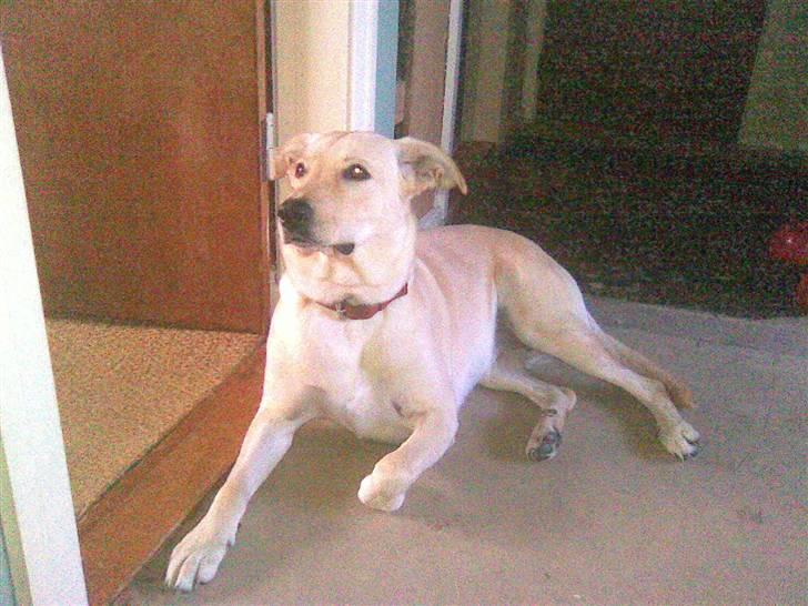 Blanding af racer Nala - Her ligger jeg jo godt billede 19