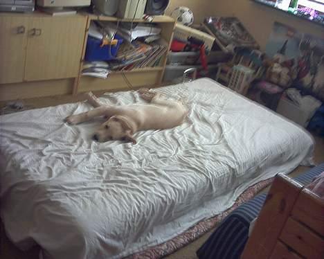 Blanding af racer Nala - Yes; jeg fik ham skubbet ned billede 20