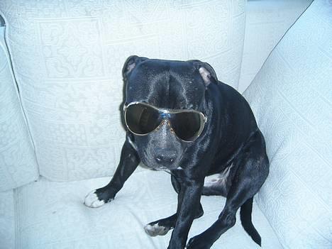 Staffordshire bull terrier Dirty - Jeg kan ikke lide at få solen i øjnene billede 1