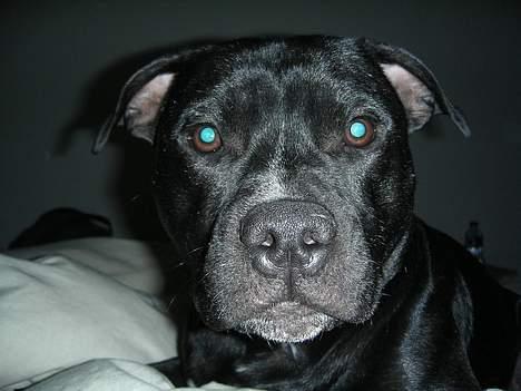 Staffordshire bull terrier Dirty - Hvor er jeg! billede 2