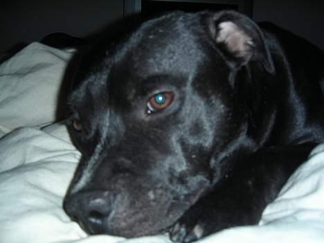 Staffordshire bull terrier Dirty - sovetid billede 3