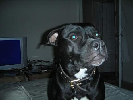 Staffordshire bull terrier Dirty - jeg vil ud billede 4