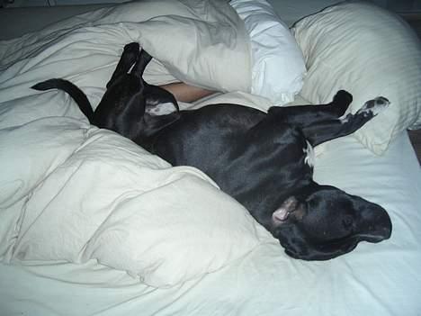 Staffordshire bull terrier Dirty - Det bedste: at sove i sengen. billede 5