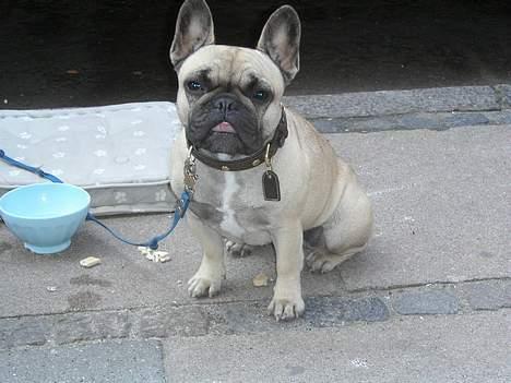 Staffordshire bull terrier Dirty - Min gode veninde sashimi billede 6