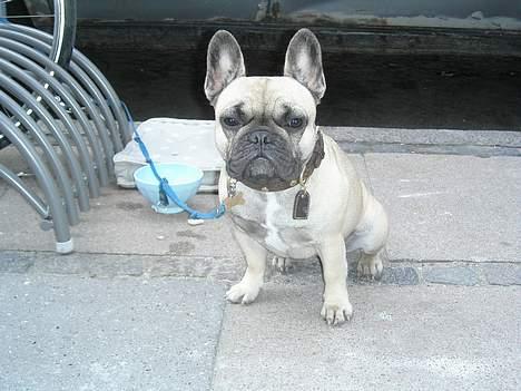 Staffordshire bull terrier Dirty - Sashimi billede 7