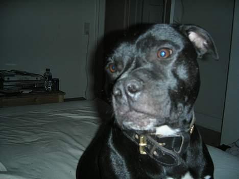 Staffordshire bull terrier Dirty - Fotogen billede 8