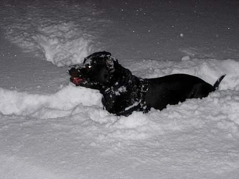 Staffordshire bull terrier Dirty - Sneen er bare det bedste, det er dejligt at stikke hele hovedet nedunder. billede 9