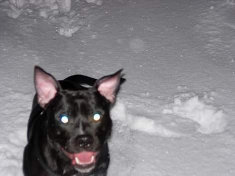 Staffordshire bull terrier Dirty - Vild og farlig billede 10