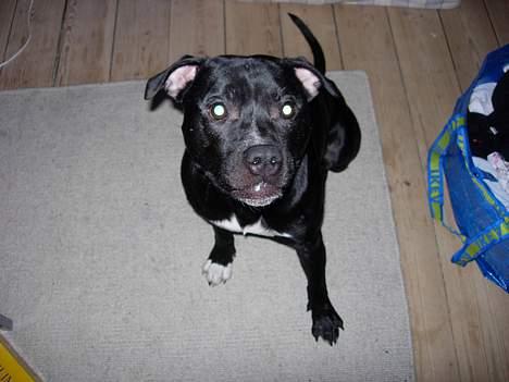 Staffordshire bull terrier Dirty - Får jeg en godbid??? billede 11