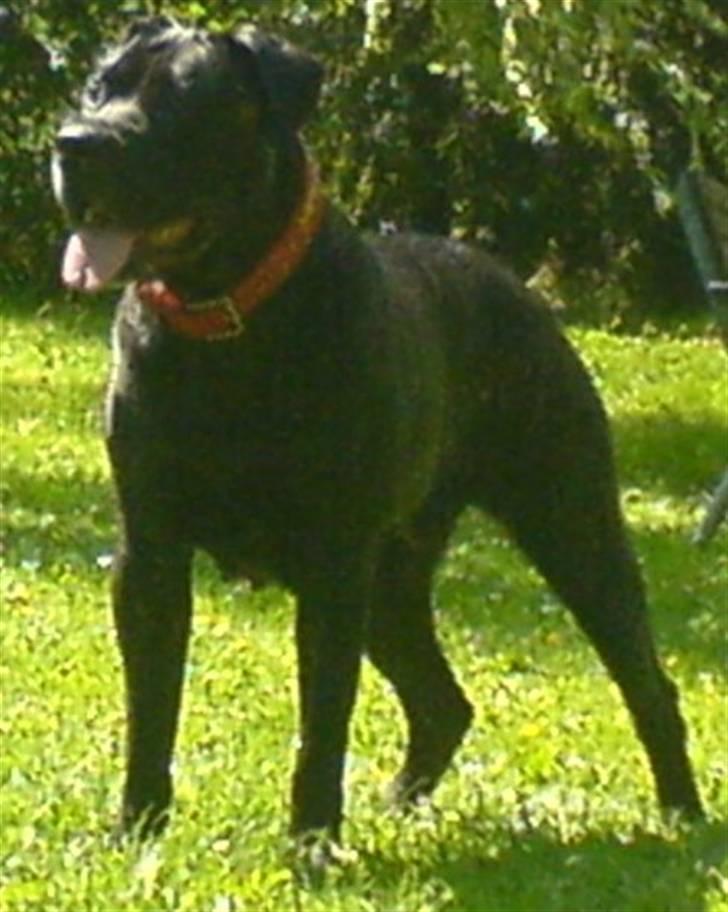 Dogo canario Tinga (1st Presa on HG)  - Klar, parat.... billede 2