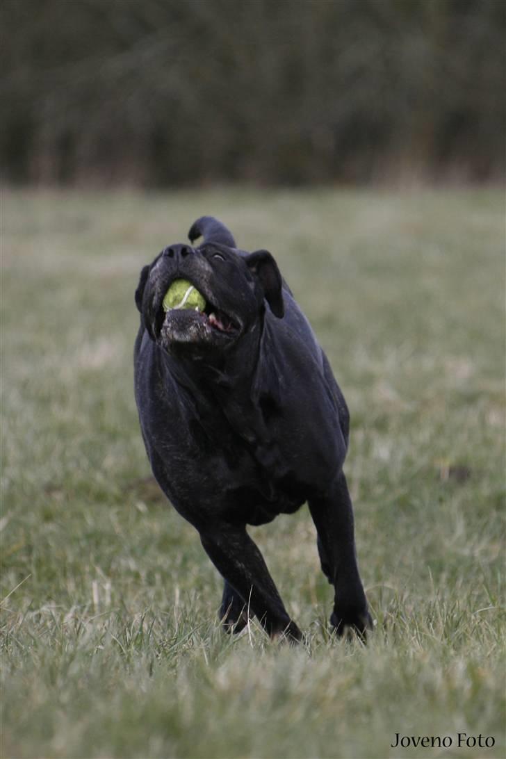 Dogo canario Tinga (1st Presa on HG)  - Og vi lunter.. billede 4