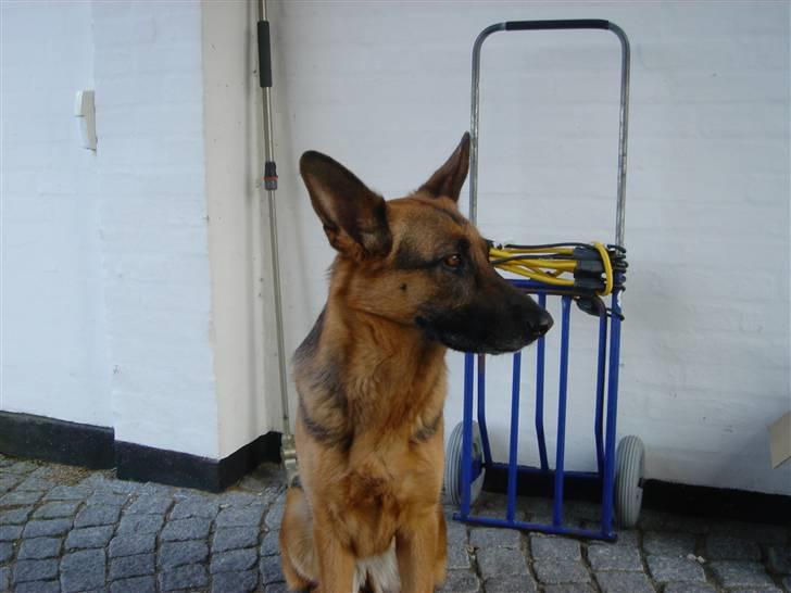 Schæferhund Sandra - Sandra. 3½ år. billede 7