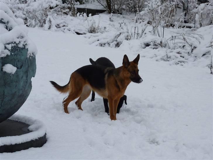 Schæferhund Sandra - Med sne på trynen :) 4 år. billede 8