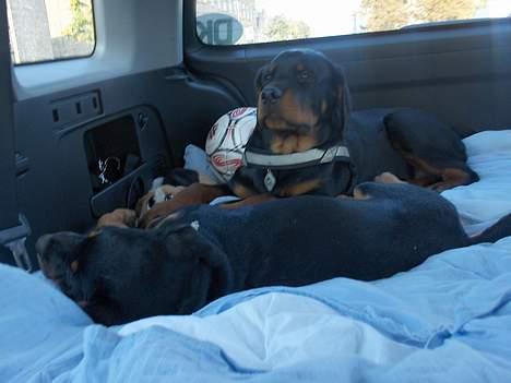 Rottweiler Phoco * Himmelhund 2018 * - Phoco og Maja i bilen billede 7