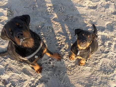 Rottweiler Phoco * Himmelhund 2018 * - Phoco og Maja på amager strand billede 8