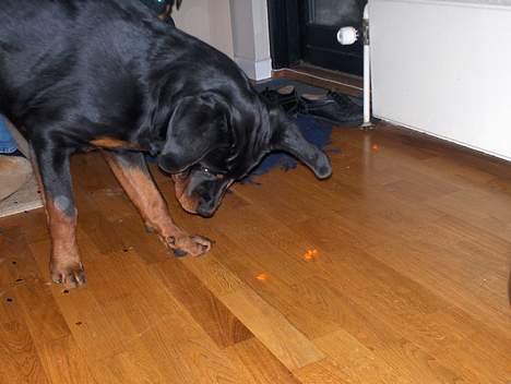 Rottweiler Phoco * Himmelhund 2018 * - Phoco fanger ballong billede 9