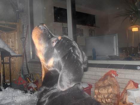 Rottweiler Phoco * Himmelhund 2018 * - Phoco ser på raketter, han elsket det! billede 10