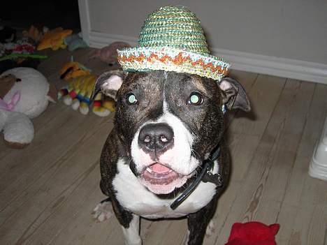 Amerikansk staffordshire terrier Caia billede 11