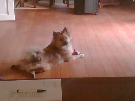 Pomeranian Diego - Er jeg ikke sød sådan som jeg ligger.. billede 8