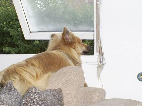 Pomeranian Diego - nej hvor er det dejligt at være i fred her oppe... billede 11