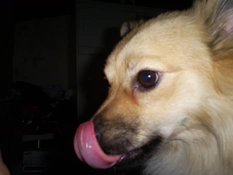 Pomeranian Diego - umm mor det smagte godt billede 12