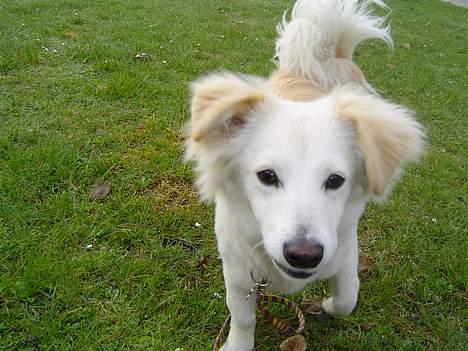 Blanding af racer Maggi billede 2