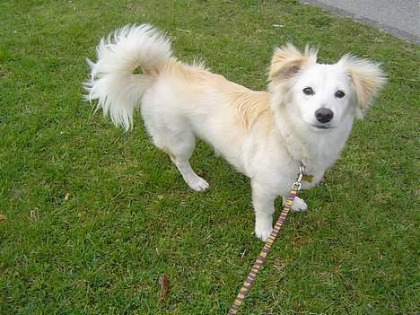 Blanding af racer Maggi billede 3