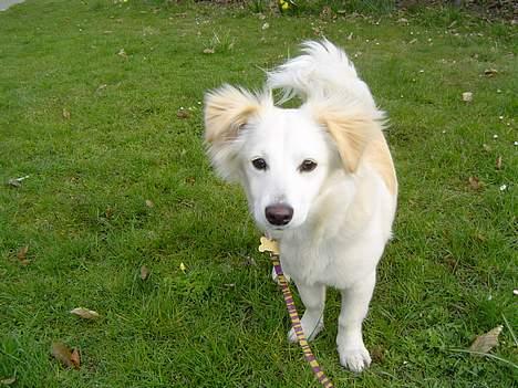 Blanding af racer Maggi billede 4