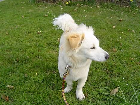 Blanding af racer Maggi billede 5