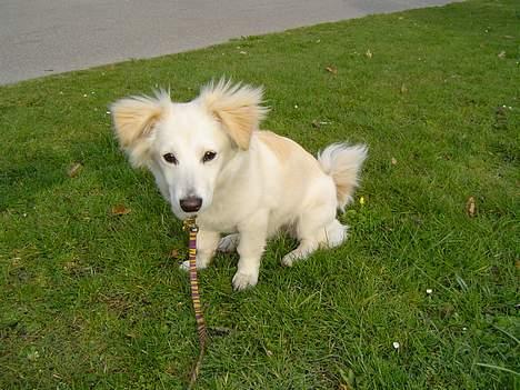 Blanding af racer Maggi billede 6