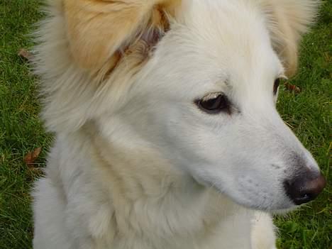 Blanding af racer Maggi billede 7