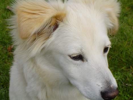 Blanding af racer Maggi billede 8