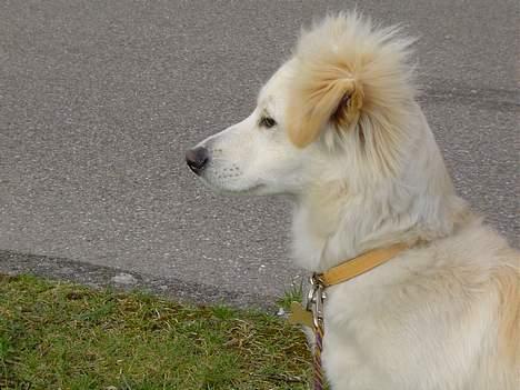 Blanding af racer Maggi billede 10