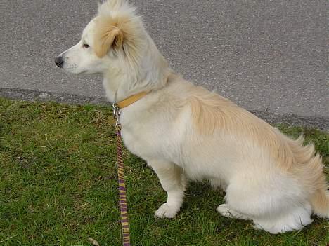 Blanding af racer Maggi billede 11