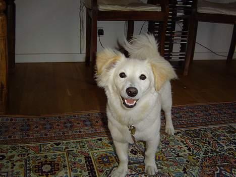 Blanding af racer Maggi billede 12