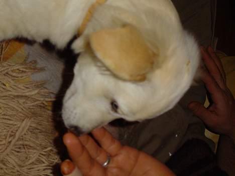 Blanding af racer Maggi billede 13