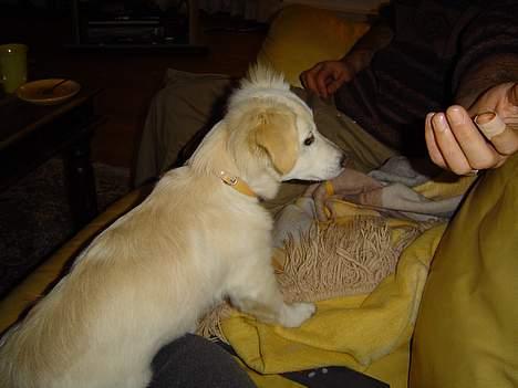 Blanding af racer Maggi billede 14