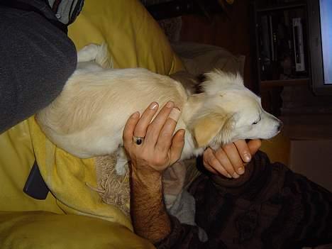 Blanding af racer Maggi billede 15